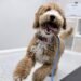 How Structured Puppy Training Sets the Foundation for a Well-Behaved Dog