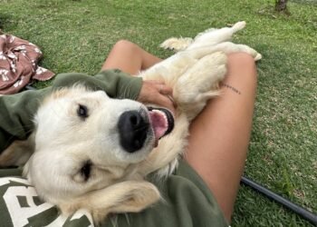 Meet Chilaquil: The Golden Retriever Making the Internet Smile