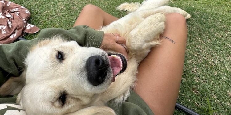 Meet Chilaquil: The Golden Retriever Making the Internet Smile