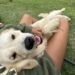Meet Chilaquil: The Golden Retriever Making the Internet Smile