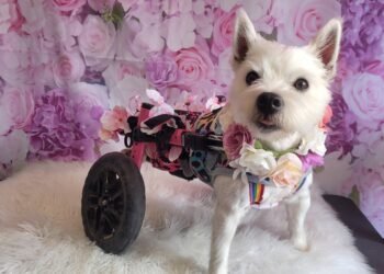 Pumpkin the Wheelie Dog’s Story – A Journey of Love, Strength & Hope