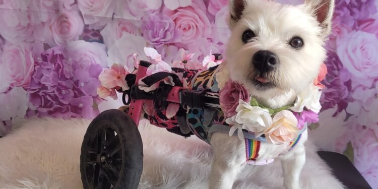Pumpkin the Wheelie Dog’s Story – A Journey of Love, Strength & Hope