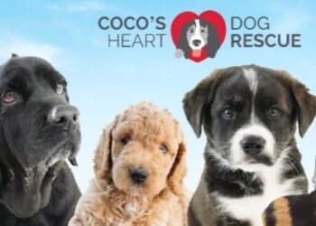 Saying Yes When It Matters Most: Coco’s Heart Dog Rescue