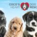 Saying Yes When It Matters Most: Coco’s Heart Dog Rescue