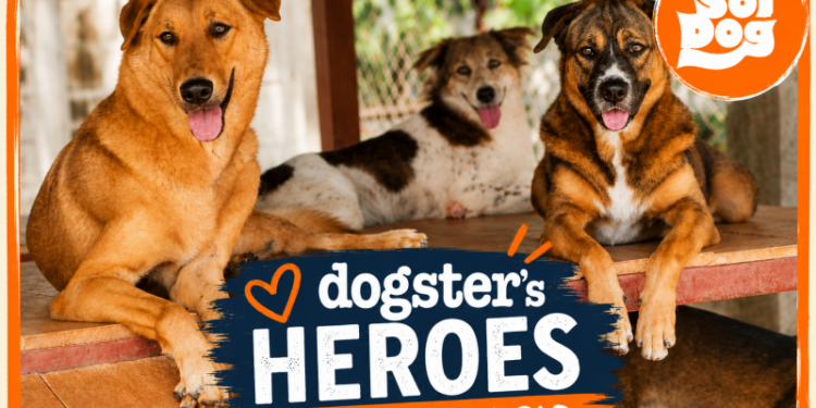 Inside Soi Dog Foundation, the Organization That Has Vaccinated & Sterilized Over 1.7 Million Dogs & Cats