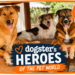 Inside Soi Dog Foundation, the Organization That Has Vaccinated & Sterilized Over 1.7 Million Dogs & Cats