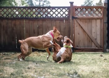 Why Dogs Play Too Rough — And the Simple Fixes That Prevent It From Becoming a Problem