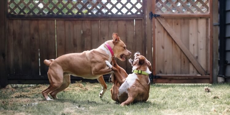 Why Dogs Play Too Rough — And the Simple Fixes That Prevent It From Becoming a Problem