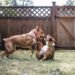 Why Dogs Play Too Rough — And the Simple Fixes That Prevent It From Becoming a Problem
