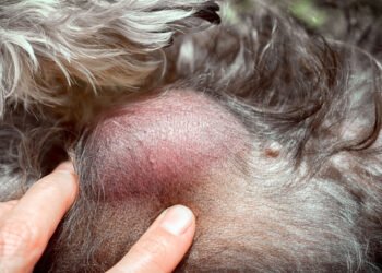 What Every Dog Owner Should Know About Lumps and Bumps