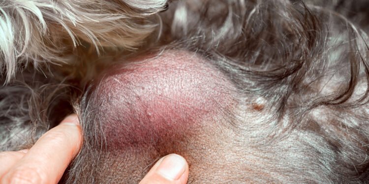 What Every Dog Owner Should Know About Lumps and Bumps