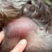 What Every Dog Owner Should Know About Lumps and Bumps