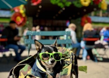 We Didn’t Just Add a Dog to Our Life – We Built a Life With Him