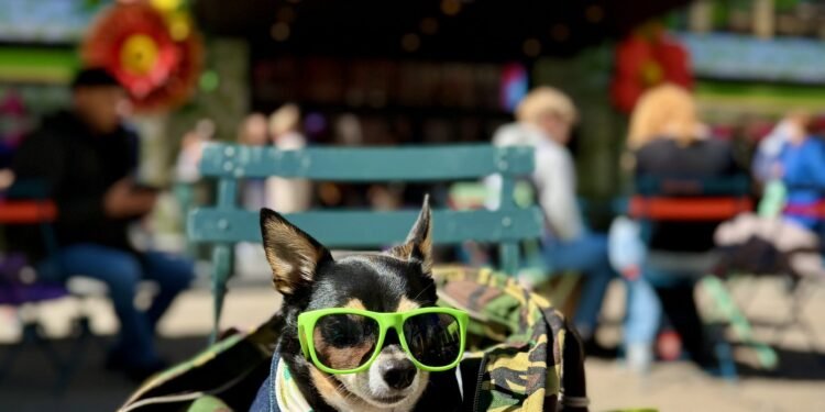 We Didn’t Just Add a Dog to Our Life – We Built a Life With Him