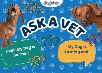 Ask Dr. Paola- Help! My Dog is Really Thin! (May 4, 2026)