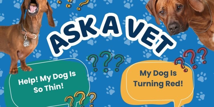 Ask Dr. Paola- Help! My Dog is Really Thin! (May 4, 2026)
