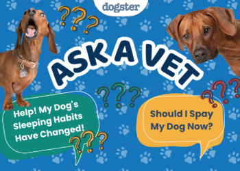 Ask Dr. Paola- Help! My Dog’s Sleeping Habits Have Changed! (May 18, 2026)