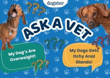 Ask Dr. Paola- Help! My Dogs Are Overweight! (April 13, 2026)