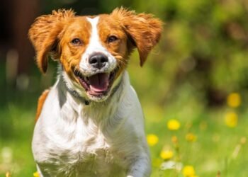 Best Dog Food for Brittanys: Savory Meals for Your Gorgeous Gun Dog