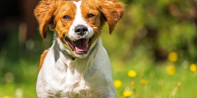 Best Dog Food for Brittanys: Savory Meals for Your Gorgeous Gun Dog