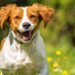 Best Dog Food for Brittanys: Savory Meals for Your Gorgeous Gun Dog