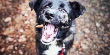 Guava Goodness: Can Dogs Safely Snack on this Tropical Fruit?