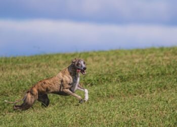 Unleash Your Dog’s Potential: The Top Dog Training Schools Near You