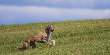 Unleash Your Dog’s Potential: The Top Dog Training Schools Near You