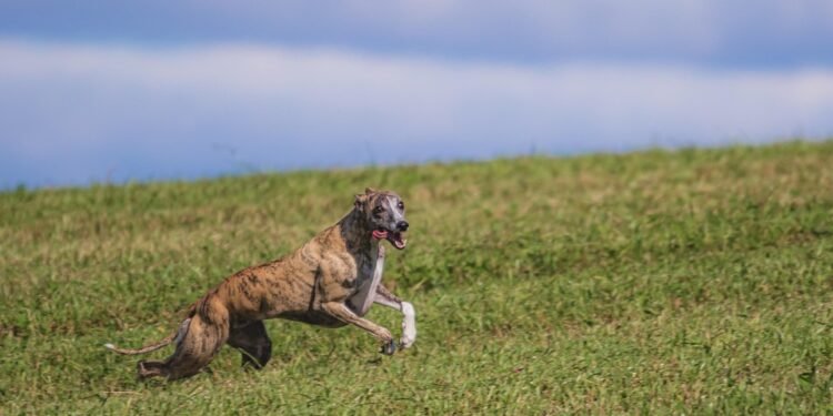 Unleash Your Dog’s Potential: The Top Dog Training Schools Near You