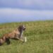 Unleash Your Dog’s Potential: The Top Dog Training Schools Near You