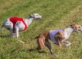 Mastering Dog Potty Training: Local Experts Near You to Help!