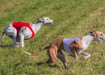 Mastering Dog Potty Training: Local Experts Near You to Help!
