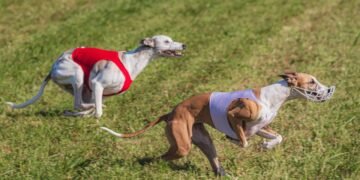 Mastering Dog Potty Training: Local Experts Near You to Help!