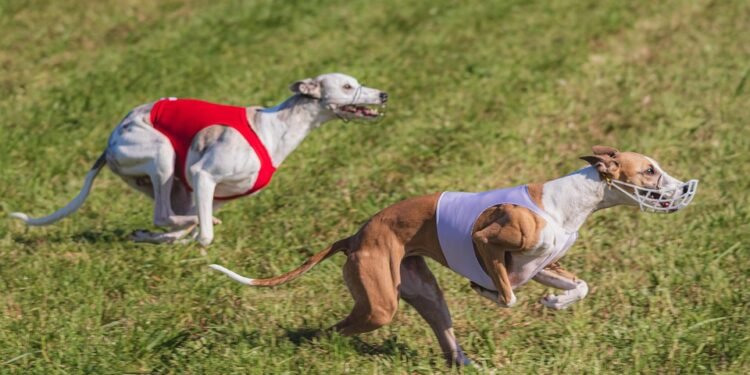 Mastering Dog Potty Training: Local Experts Near You to Help!
