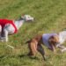 Mastering Dog Potty Training: Local Experts Near You to Help!