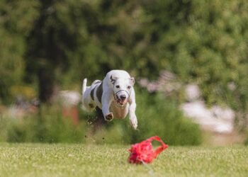 Pawsitively Perfect: Find the Best Dog Training Classes Near You!