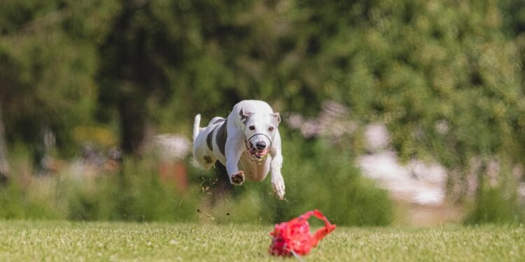 Pawsitively Perfect: Find the Best Dog Training Classes Near You!