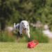 Pawsitively Perfect: Find the Best Dog Training Classes Near You!