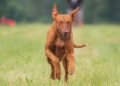 Pawsitive Learning: Discover the Best Dog School near You!