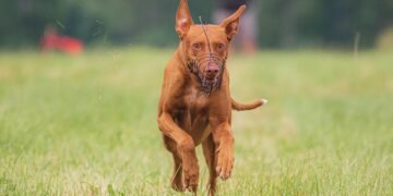 Pawsitive Learning: Discover the Best Dog School near You!