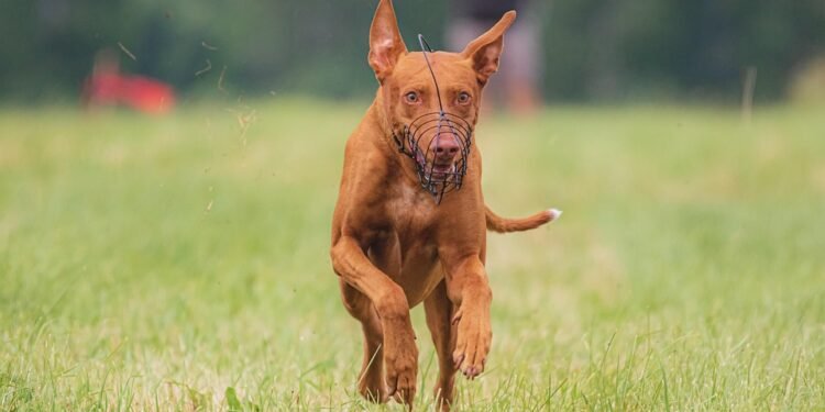 Pawsitive Learning: Discover the Best Dog School near You!