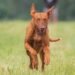 Pawsitive Learning: Discover the Best Dog School near You!