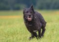 Pawsitively Perfect: Find Top Therapy Dog Training Near You