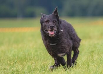 Pawsitively Perfect: Find Top Therapy Dog Training Near You
