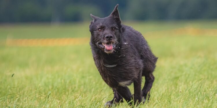 Pawsitively Perfect: Find Top Therapy Dog Training Near You