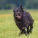 Pawsitively Perfect: Find Top Therapy Dog Training Near You