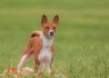 Pawsitive Training: Affordable Solutions for All Your Dog’s Needs