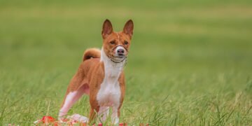 Pawsitive Training: Affordable Solutions for All Your Dog’s Needs