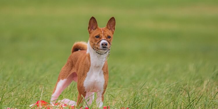 Pawsitive Training: Affordable Solutions for All Your Dog’s Needs