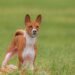 Pawsitive Training: Affordable Solutions for All Your Dog’s Needs